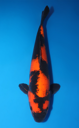 Hi Utsuri - koi #x0606m055