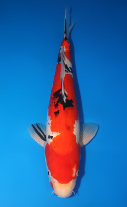 Taisho Sanke - koi #x0606m058