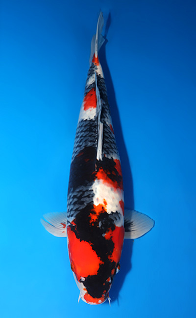 Showa - koi #x0606m061 - Marusei Koi Farm