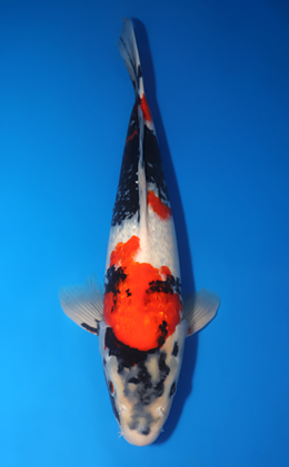 Showa - koi #x0606m062