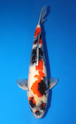 Showa - koi #x0606m064