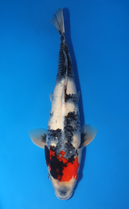 Showa - koi #x0606m066