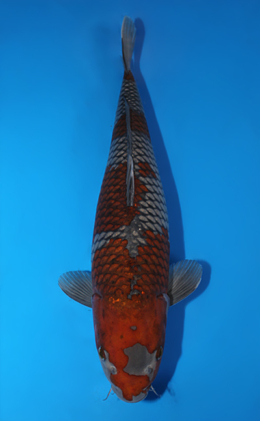 Ochibashigure - koi #x0609b003