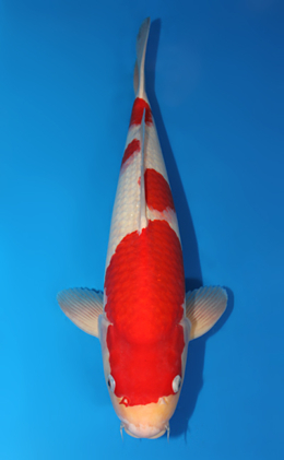 Kohaku - koi #x0609b004
