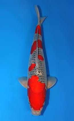 Goshiki - koi #x0609b013