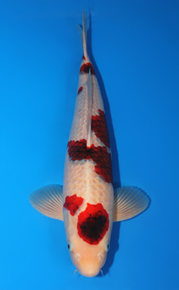 Aigoromo - koi #x0609b014