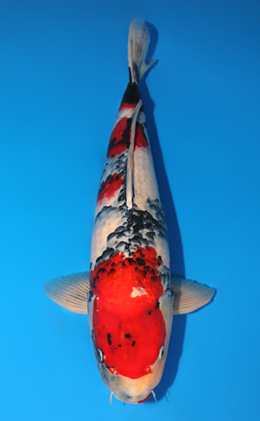 Showa - koi #x0609b015