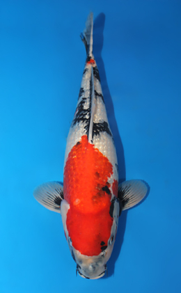 Ginrin Showa - koi #x0609b016