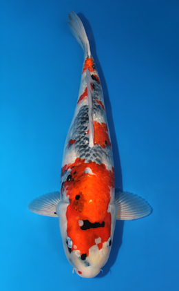 Showa - koi #x0609b020