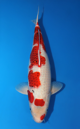 Aigoromo - koi #x0609b021