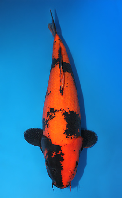 Hi Utsuri - koi #x0609b022