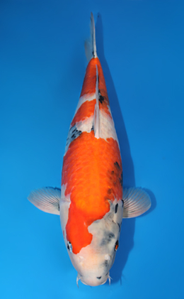 Showa - koi #x0609b023
