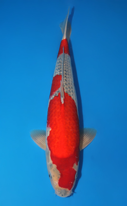 Goshiki - koi #x0609b025