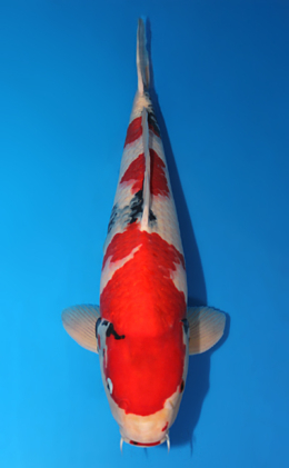 Showa - koi #x0609b026