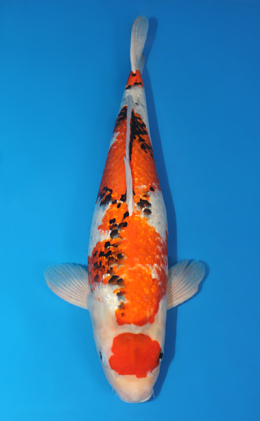 Ginrin Showa - koi #x0609b028