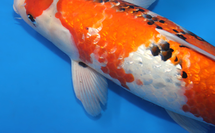 Ginrin Showa - koi #x0609b028 - Side View A