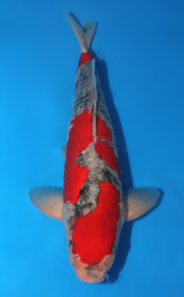 Goshiki - koi #x0609b030