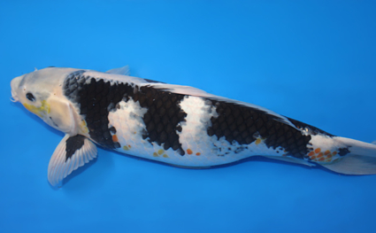 Shiro Utsuri - koi #x0609b031 - Side View A