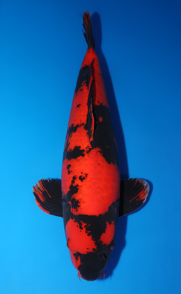 Hi Utsuri - koi #x0609t001-w0625b029