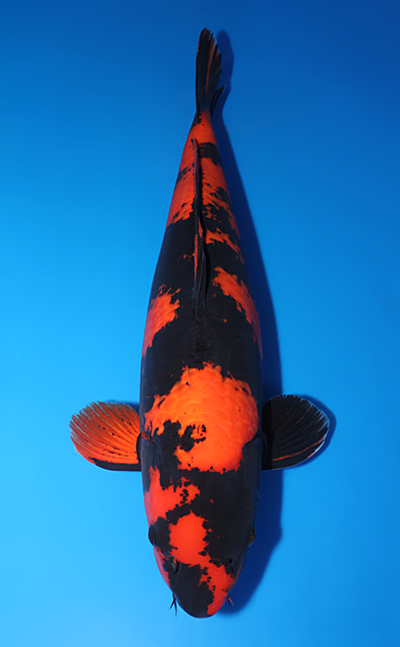 Hi Utsuri - koi #x0609t002-w0625b007