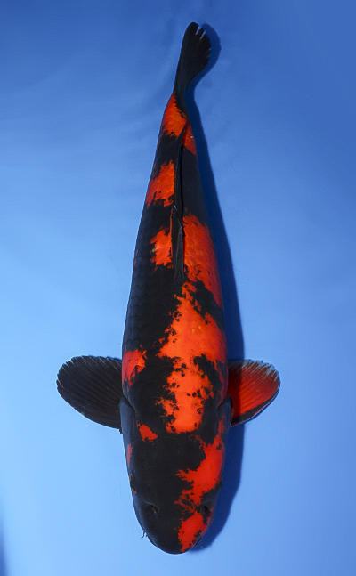 Hi Utsuri - koi #x0610b001