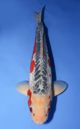 Shusui - koi #x0610b002