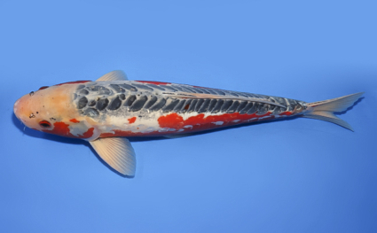 Shusui - koi #x0610b002 - Side View A