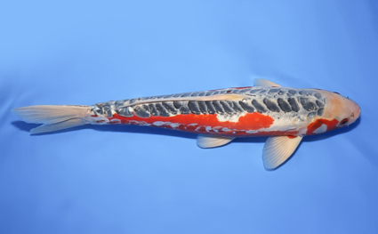 Shusui - koi #x0610b002 - Image 3