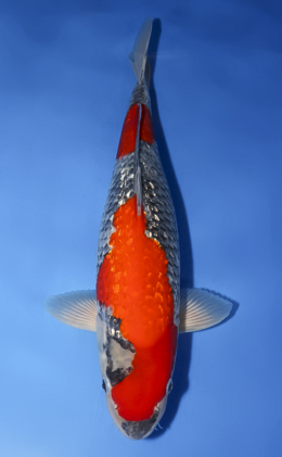 Ginrin Goshiki - koi #x0610b003