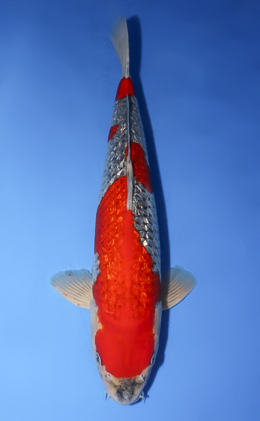 Ginrin Goshiki - koi #x0610b004