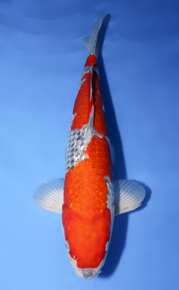 Ginrin Goshiki - koi #x0610b006
