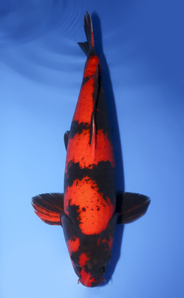 Hi Utsuri - koi #x0610b010
