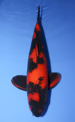 Hi Utsuri - koi #x0610b012