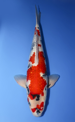 Ginrin Showa - koi #x0610b013