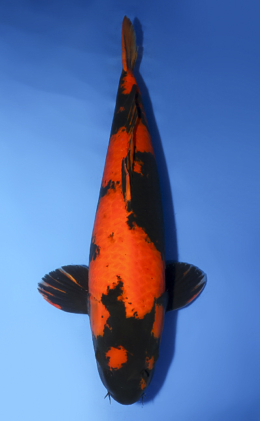 Hi Utsuri - koi #x0610b014