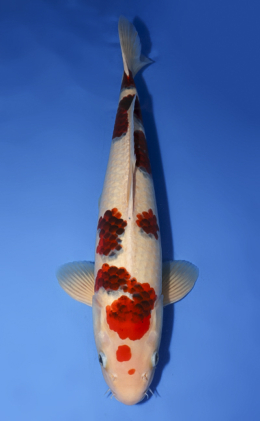 Aigoromo - koi #x0610b015