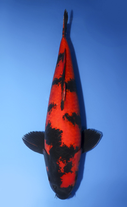 Hi Utsuri - koi #x0610b016