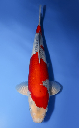 Goshiki - koi #x0610b017
