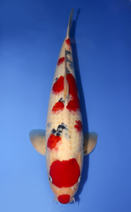 Taisho Sanke - koi #x0610b019