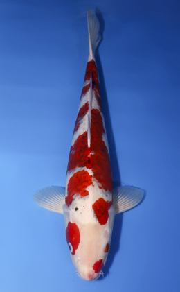 Aigoromo - koi #x0610b022