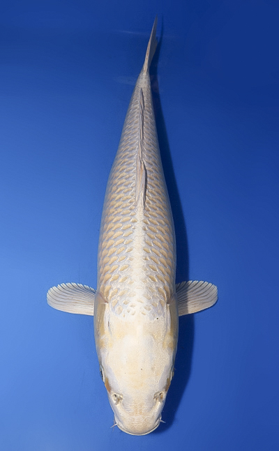 Platinum - koi #x0610b025