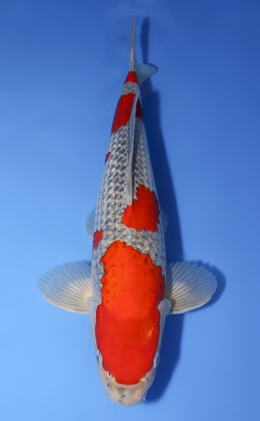 Goshiki - koi #x0610b027