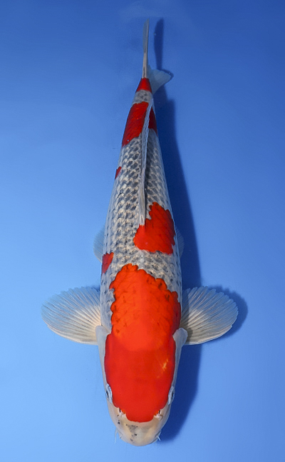 Goshiki - koi #x0610b027