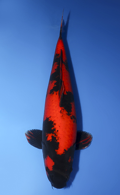 Hi Utsuri - koi #x0610b028
