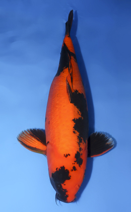 Hi Utsuri - koi #x0610b030