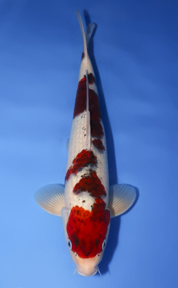 Aigoromo - koi #x0610b032