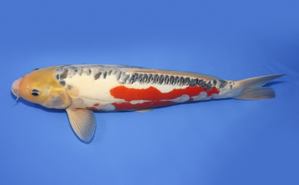 Shusui - koi #x0610b033 - Side View A