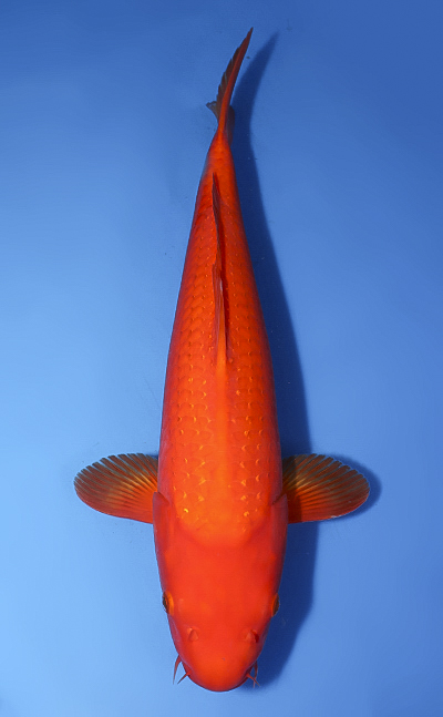 Pearl Ginrin Benigoi - koi #x0610b034
