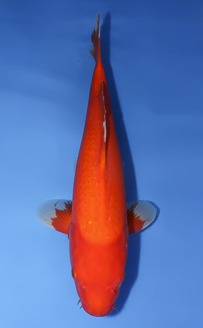 Pearl Ginrin Benigoi - koi #x0610b035