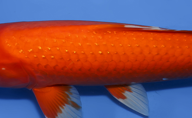 Pearl Ginrin Benigoi - koi #x0610b035 - Sekiguchi Koi Farm